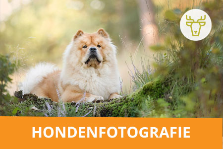 Workshop hondenfotografie