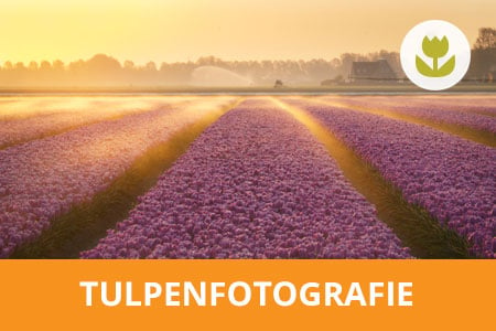 Workshop tulpen fotograferen