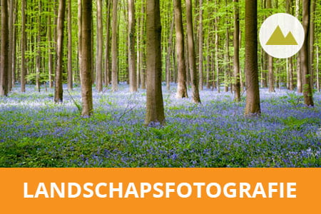 Workshop landschapsfotografie in Hallerbos