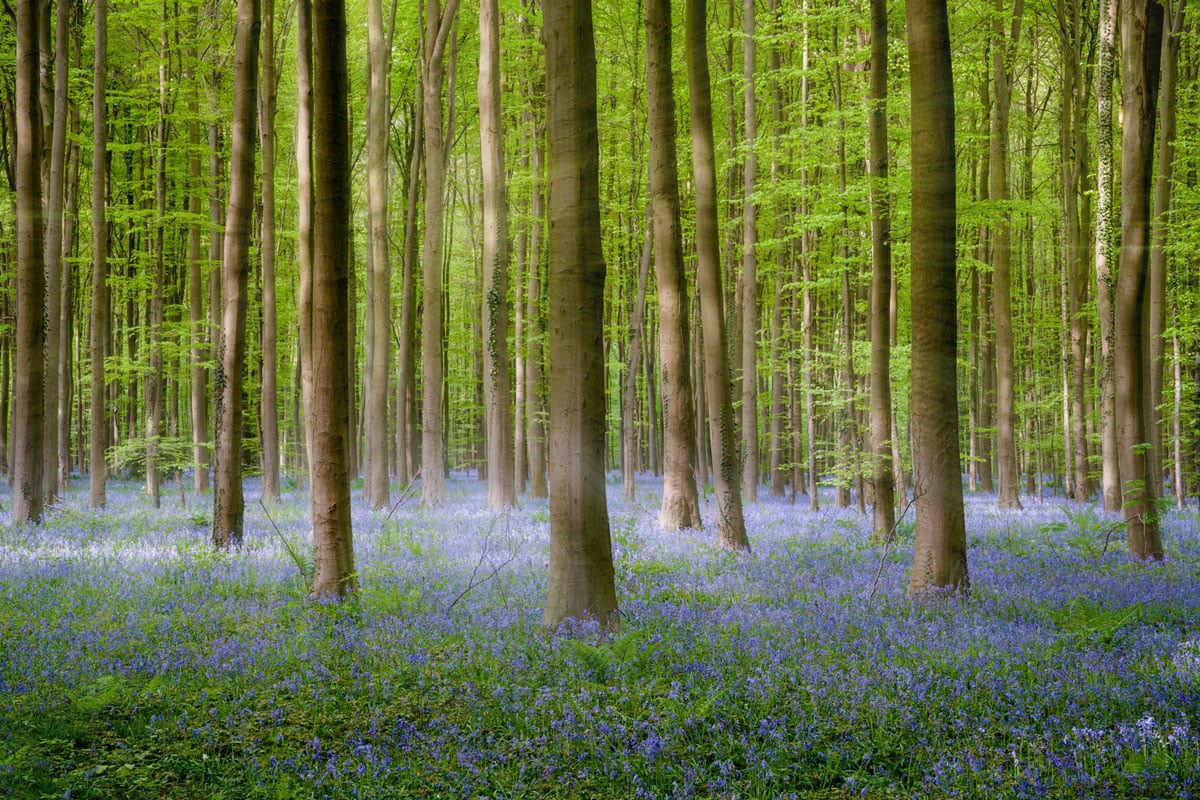 Zonneharpen en zonnestralen toevoegen aan een foto met adobe photoshop