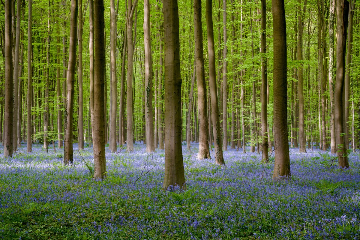 Zonneharpen en zonnestralen toevoegen aan een foto met adobe photoshop