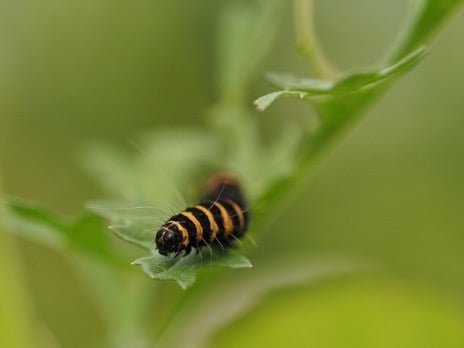 de rups fotograferen