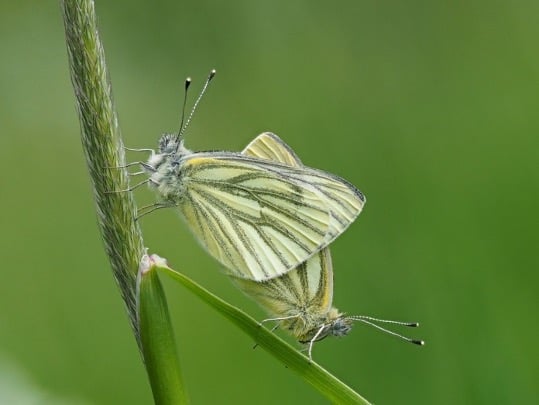 levenscyclus van een vlinder fotograferen