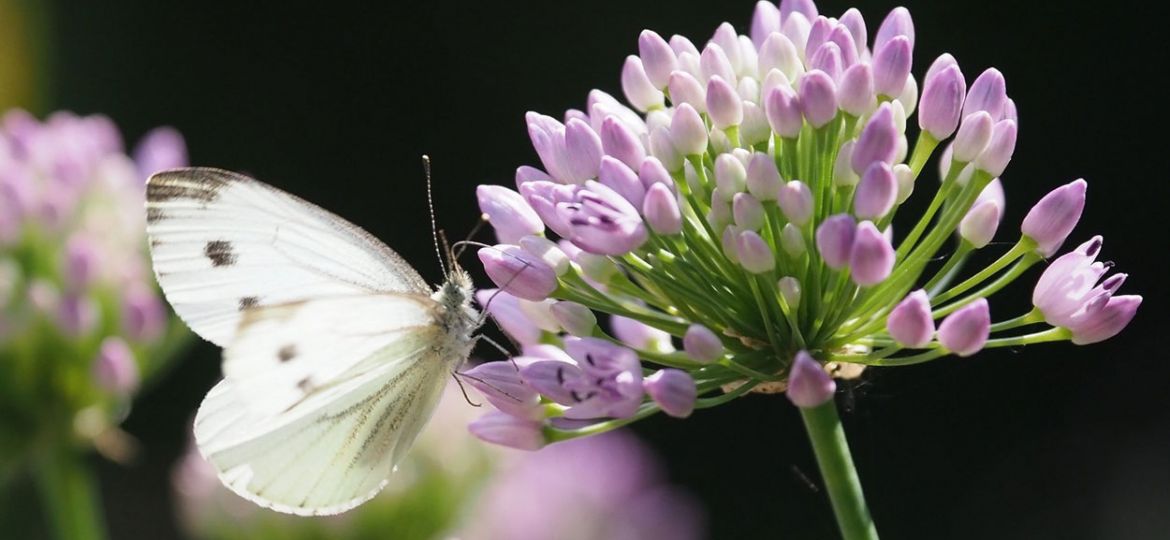 Tips voor het fotograferen van vlinders