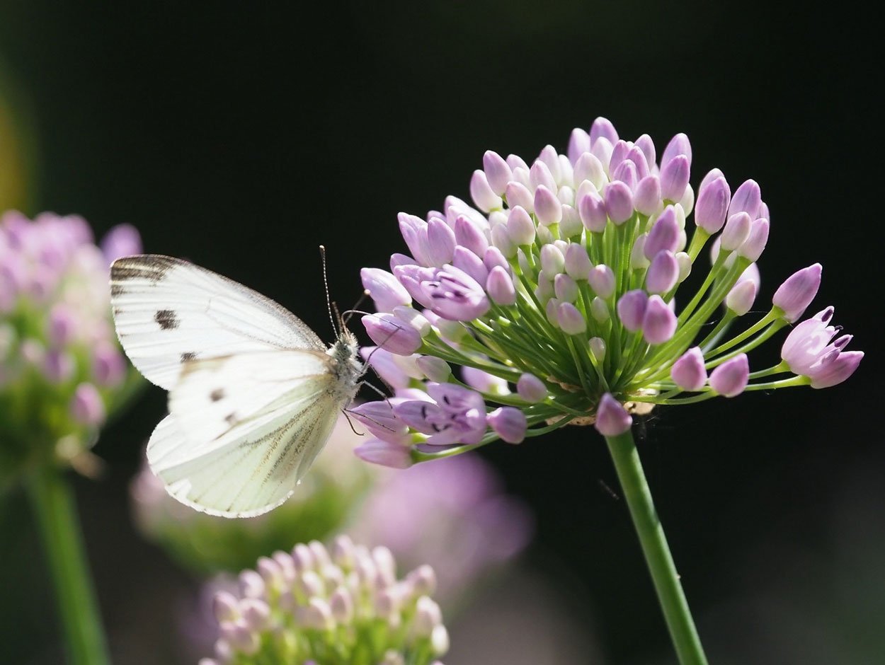 Tips voor het fotograferen van vlinders