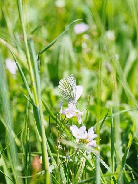 macrofotografie vlinders herkennen tips