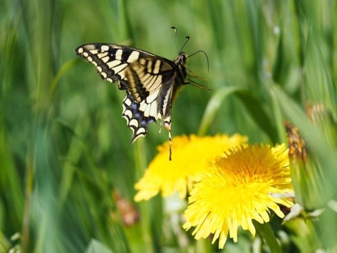 vlinders fotograferen macrofotografie tips