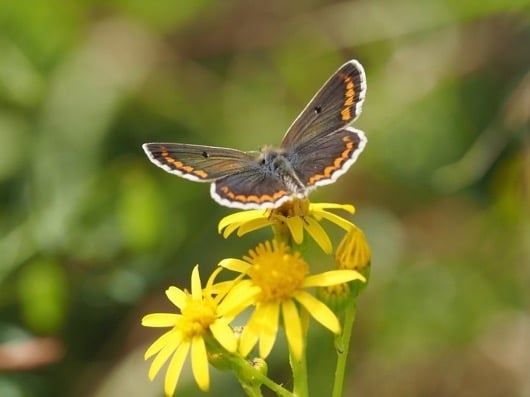 vlinders fotograferen tips macro