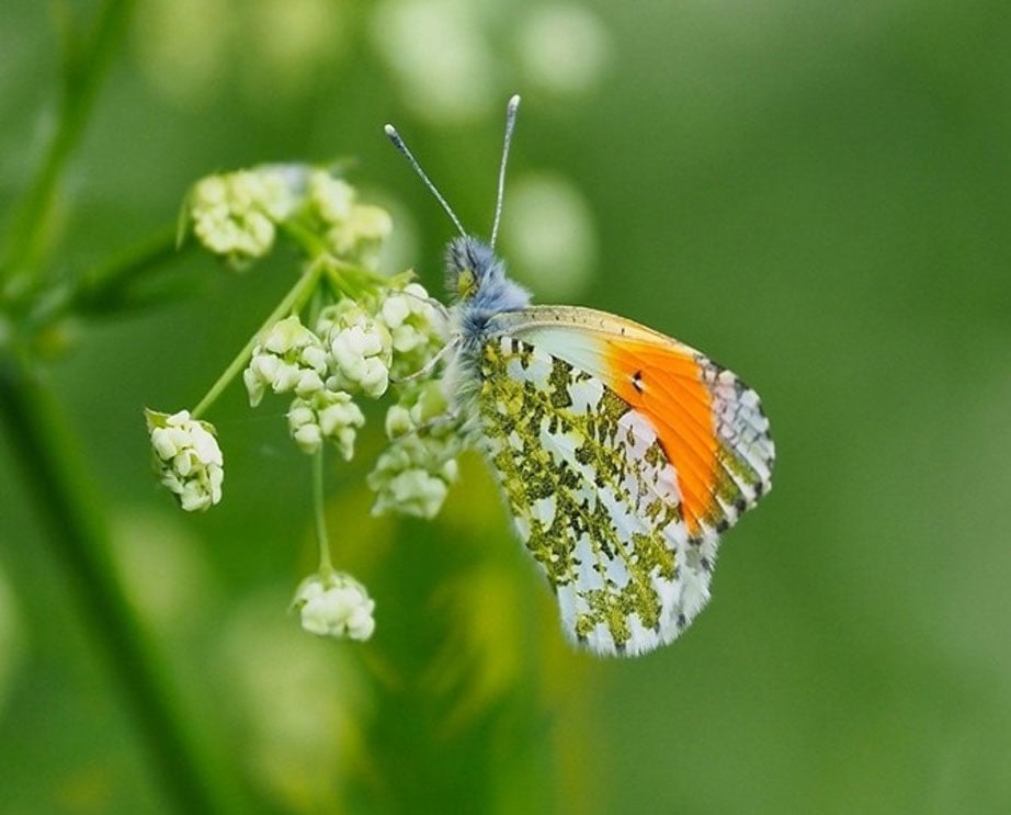 vlinders in het wild fotograferen