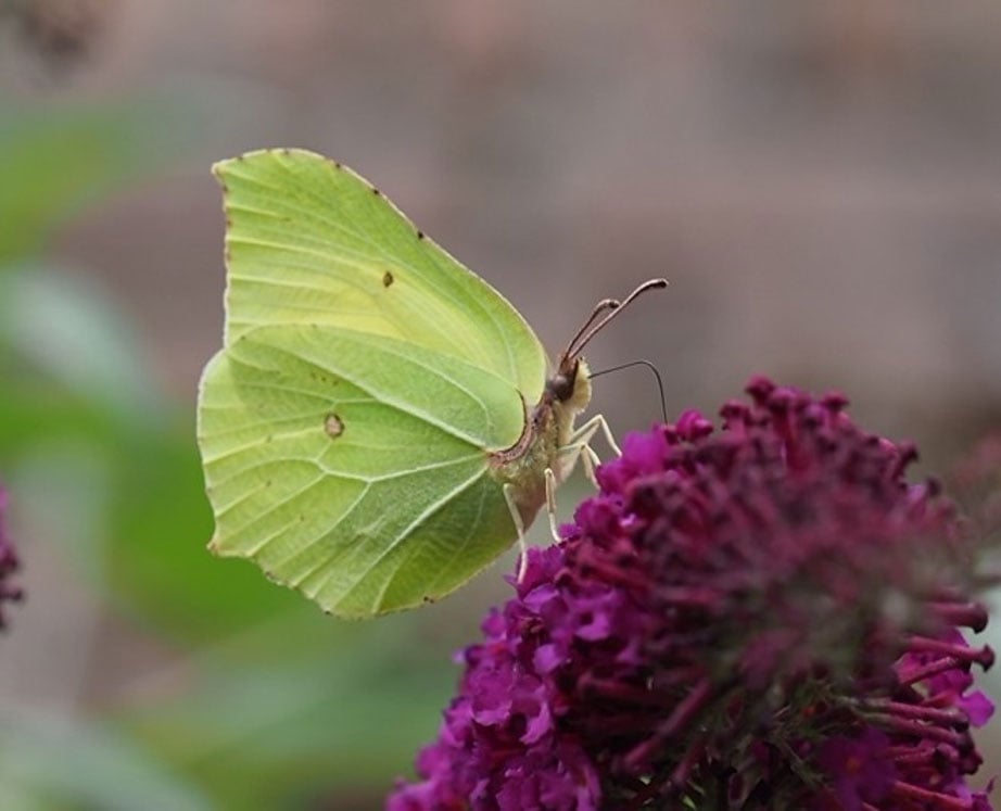 wilde vlinders fotograferen van dichtbij