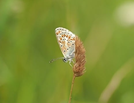 wilde vlinders fotograferen