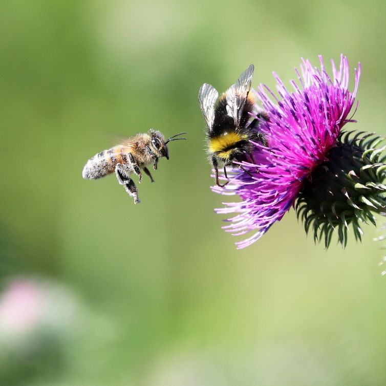 anne-van-vegchel-natuur-fotografie