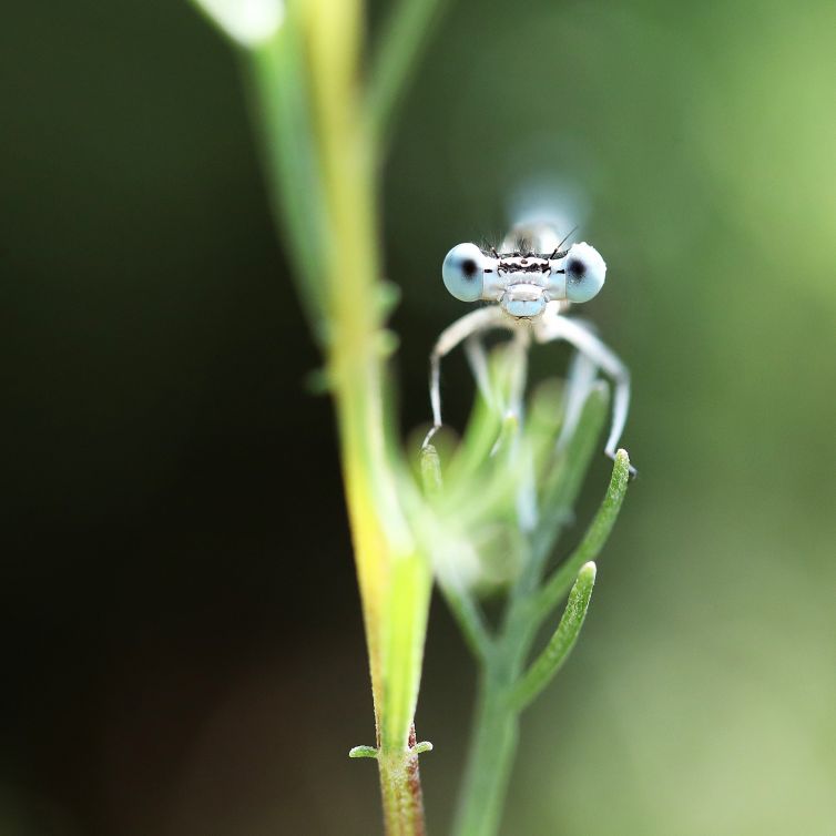 close-up-fotografie-anne-van-vegchel