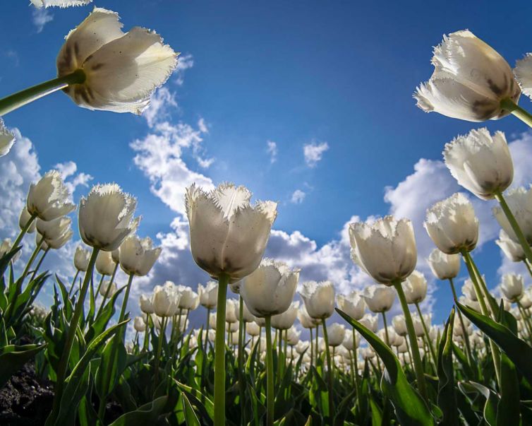 tulpen-fotografie-arjan-van-der-beek