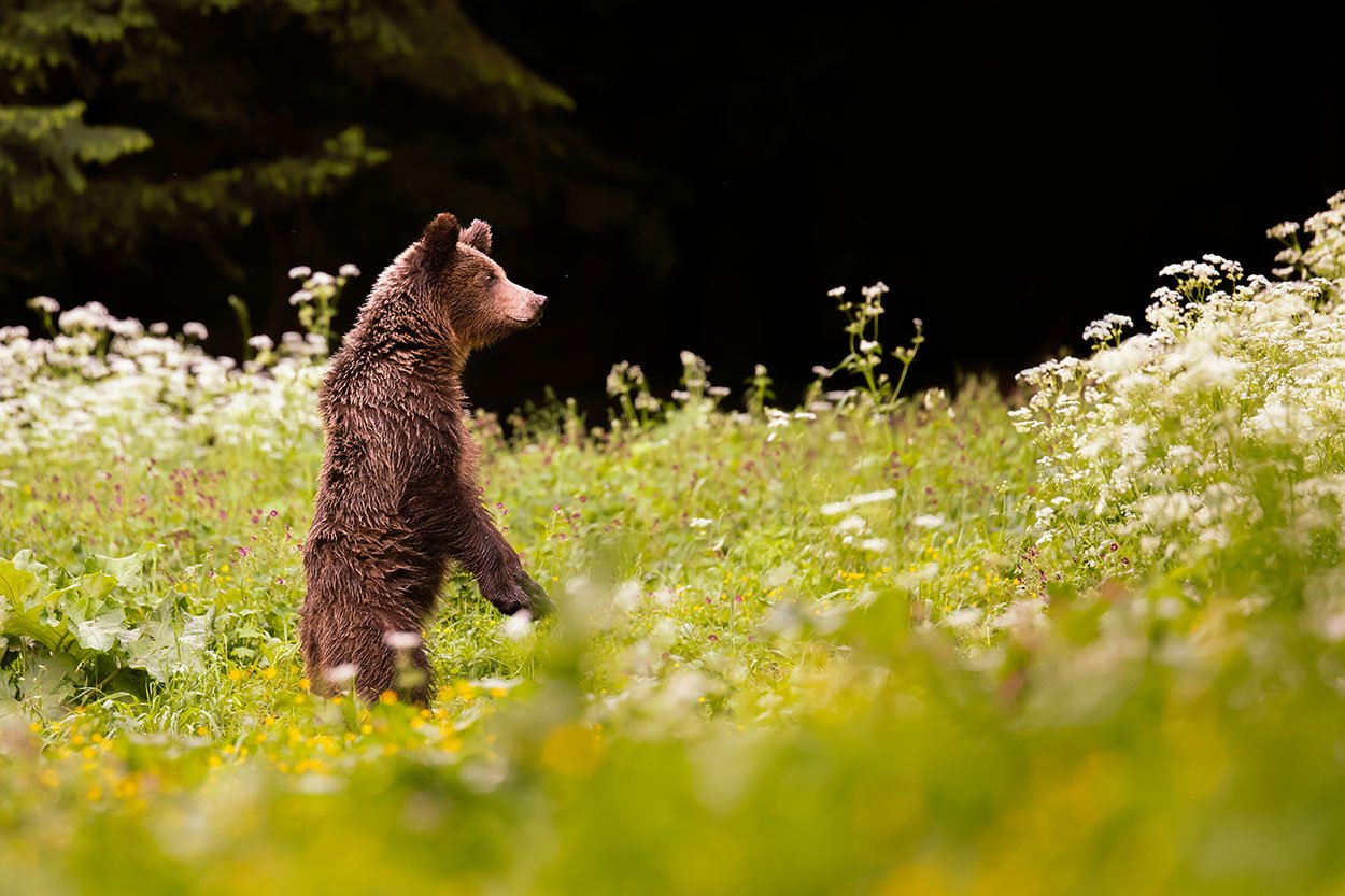 Beren fotograferen in het wild - Fotografie reis