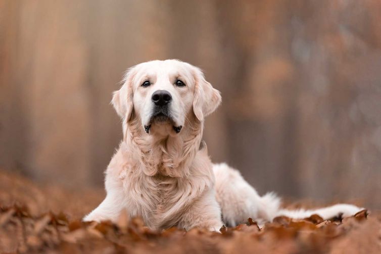 Workshop Dierenfotografie