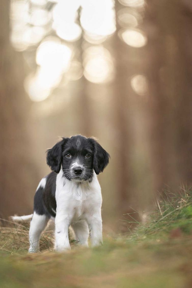 Fotografie tips voor puppie foto's