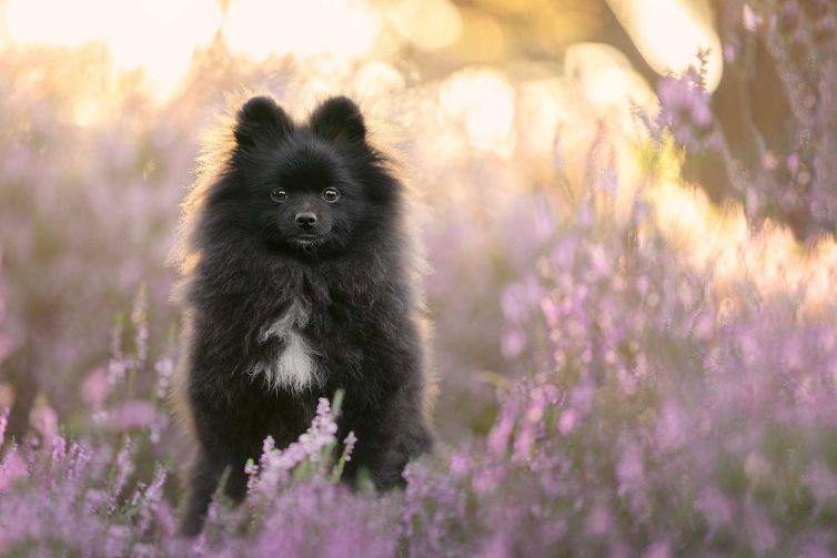 Dierenfotografie leren