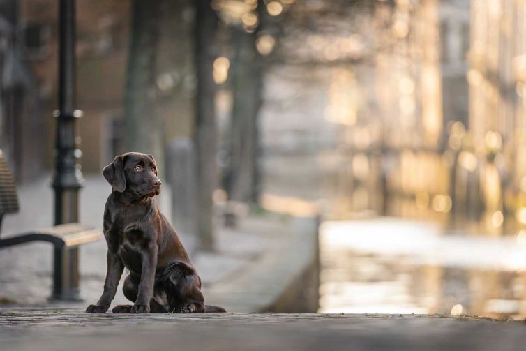 Tips voor betere honden foto's