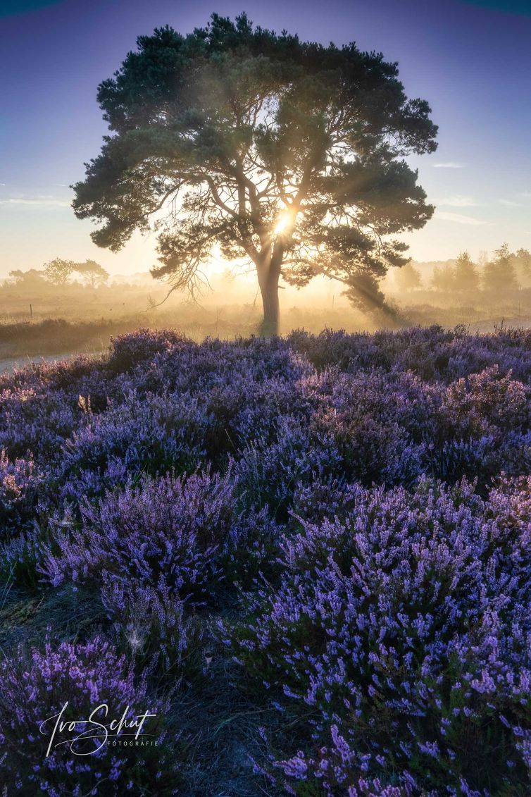 Heide Fotografie