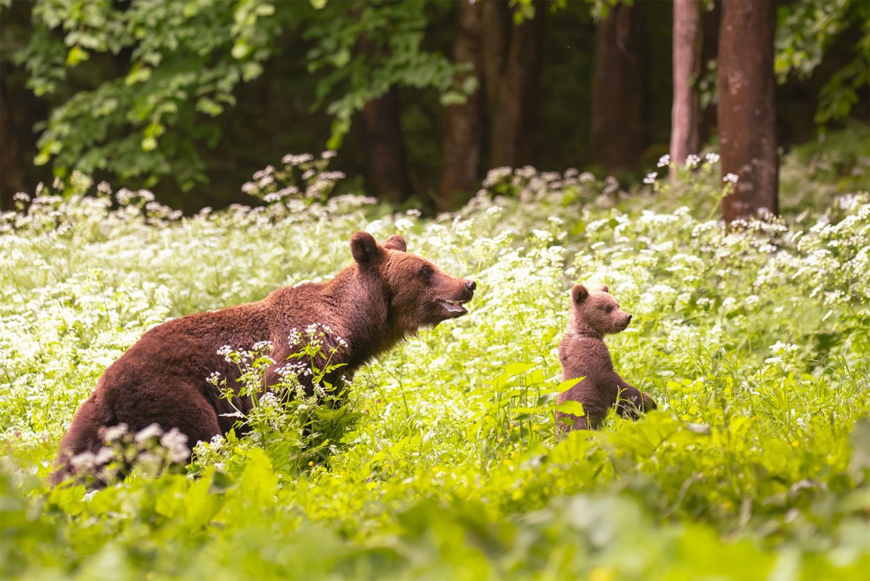 Wilde beren fotograferen in Roemenië - Fotoreis