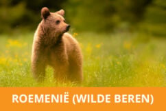 Fotoreis wilde beren fotograferen in Roemenië