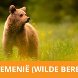 Fotoreis wilde beren fotograferen in Roemenië