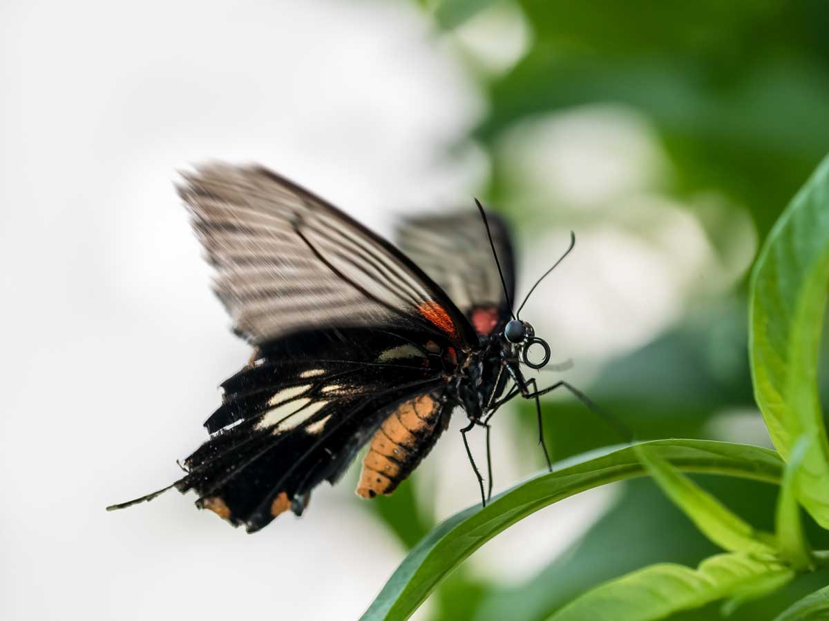 klein costa rica vlindertuin foto wim steensma