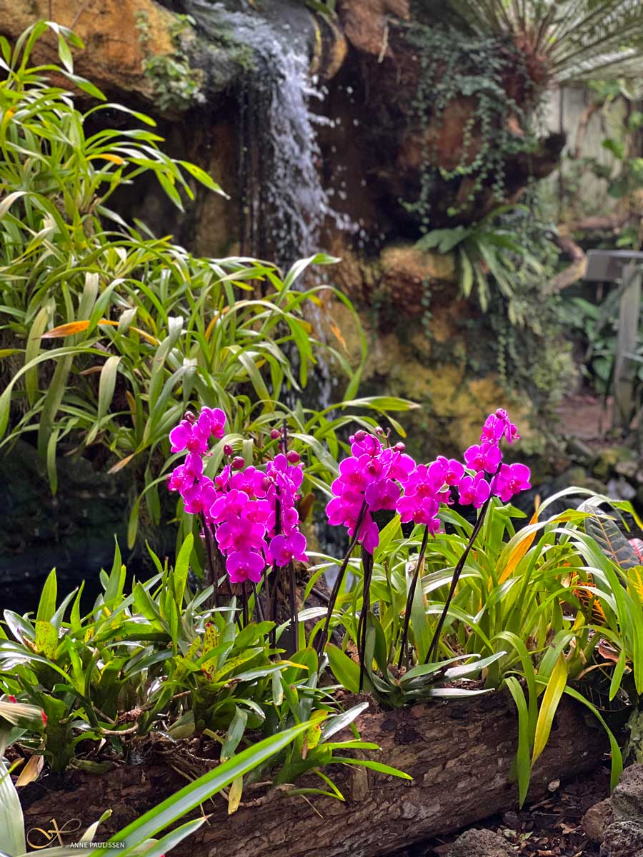 orchideeen hoeve vlindertuin nederland