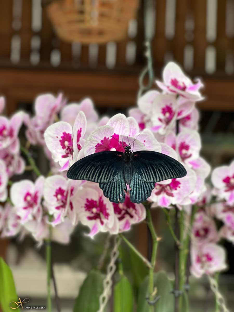 tip orchideeen hoeve vlindertuin nederland