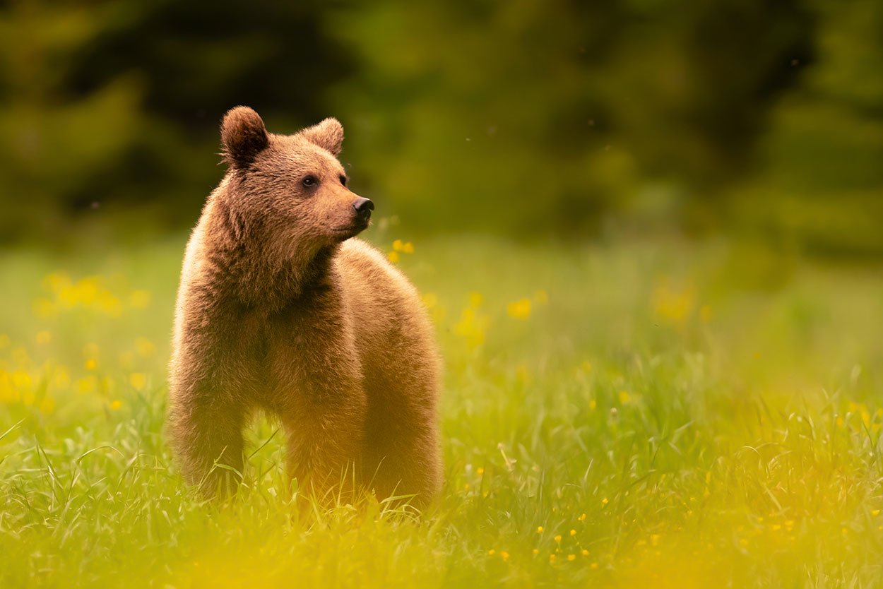 Wilde bruine beren fotograferen in de Karpaten in Roemenië - Fotografiereis