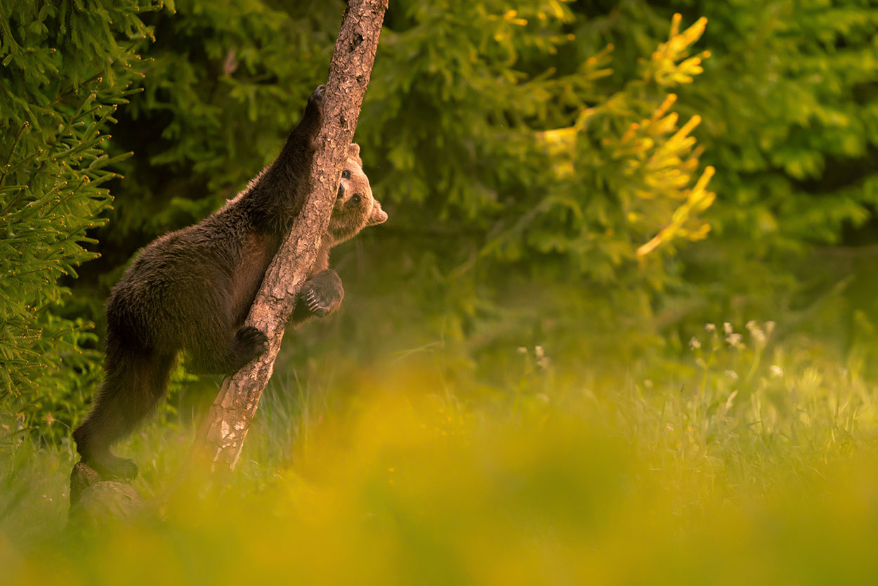 Fotoreis berenfotografie in Roemenië Wildlife fotografie reizen - Bruine beren fotograferen