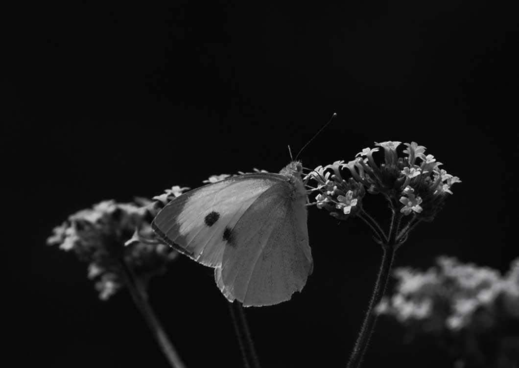 lowkey macro fotografie uitleg en tips