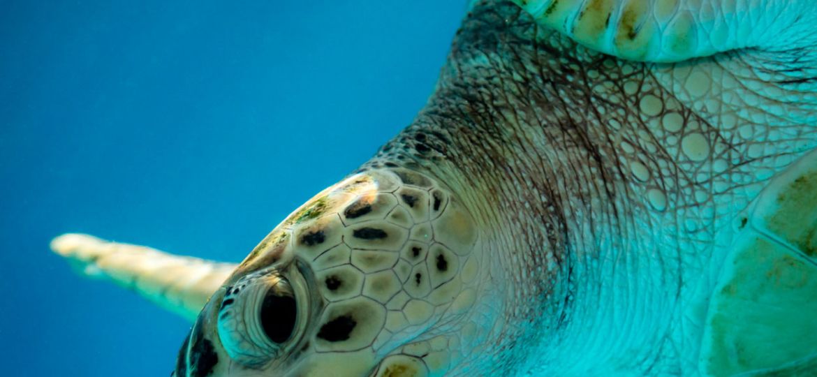 dieren in een zeeaquarium fotograferen tips