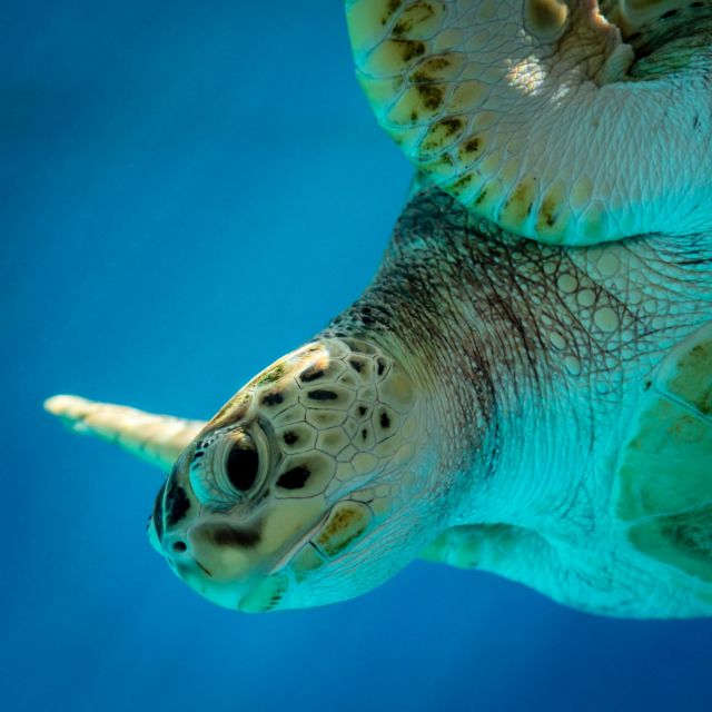 dieren in een zeeaquarium fotograferen tips