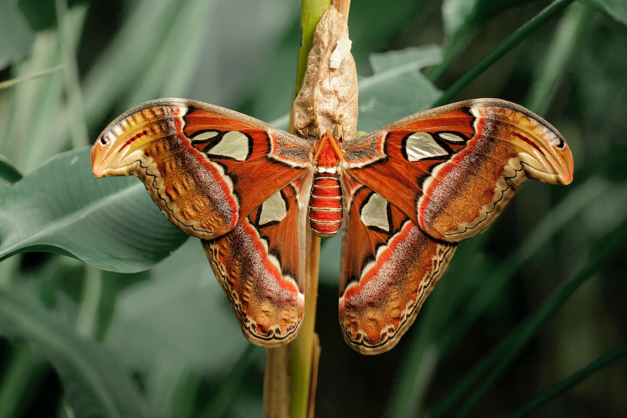 vlindertuinen in nederland vlindorado