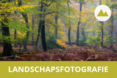 Workshop landschapsfotografie - Speulderbos - Michael Kamp