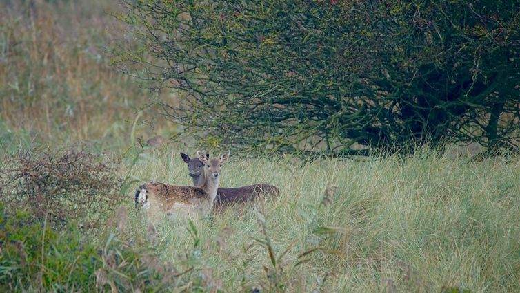 Herten in het wild door Co Bliekendaal