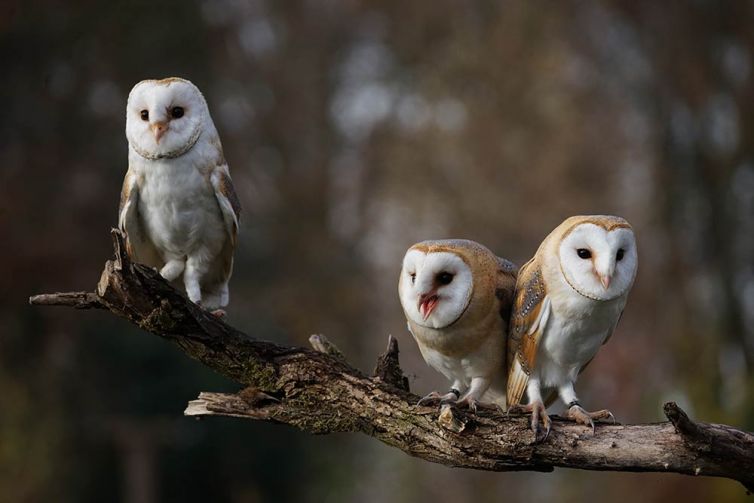 Uilen gefotografeerd door Co Bliekendaal