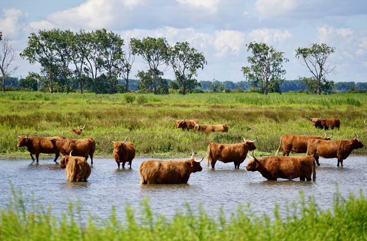 Dieren door Co Bliekendaal