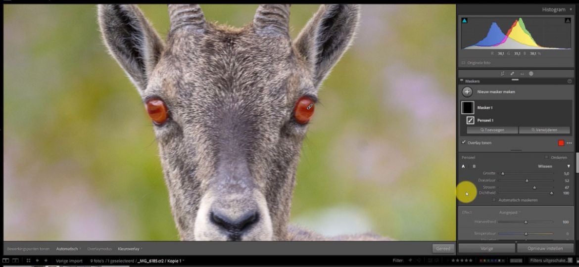 Een wildlife foto bewerken met Lightroom Classic video tutorial