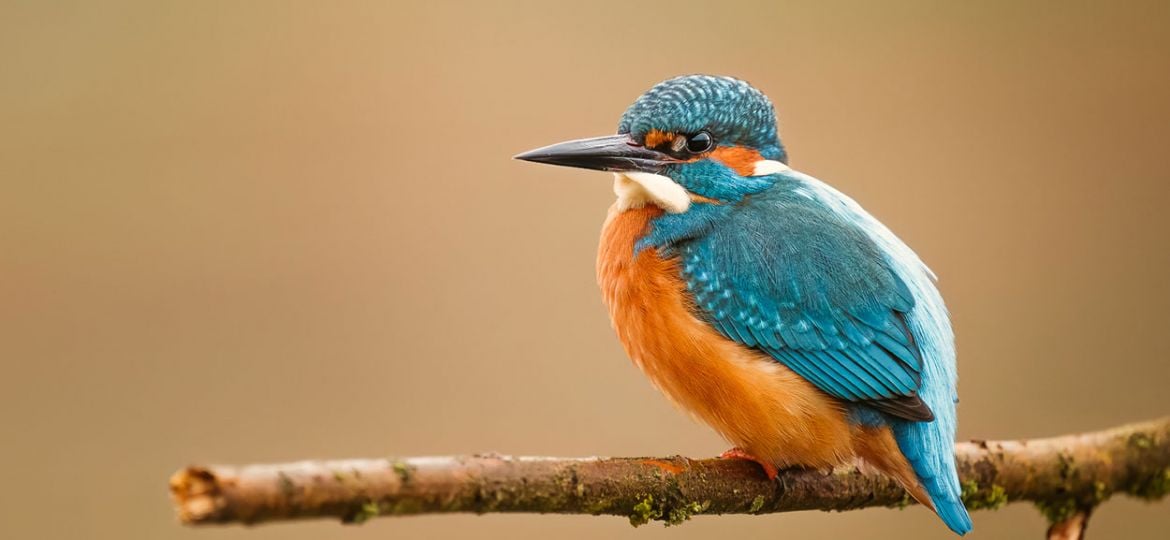 beste-camera-ijsvogels-fotograferen-maarten-oerlemans