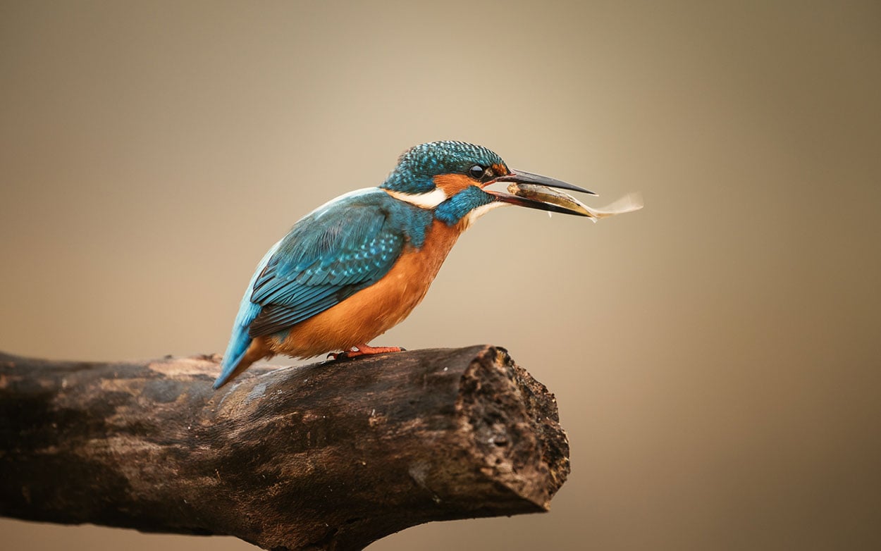 fotografietips ijsvogel met vis fotograferen maarten oerlemans