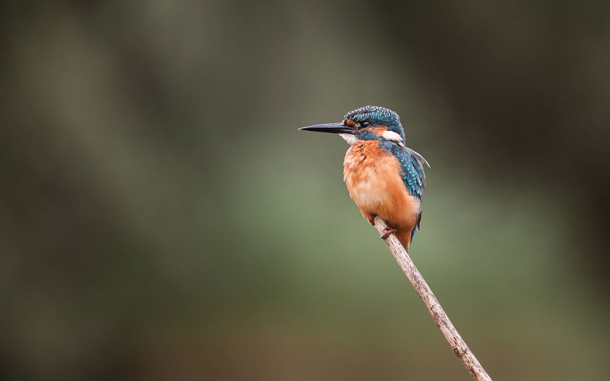 ijsvogel op stok fotograferen maarten oerlemans