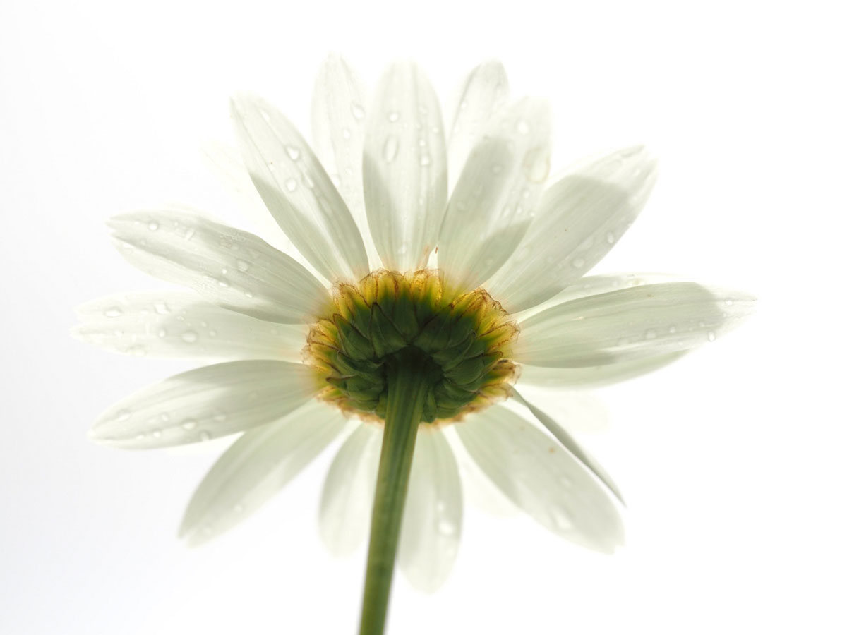 high key fotografie macro natuur bloemen