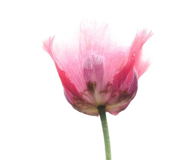 high-key-fotografie-macro-natuur