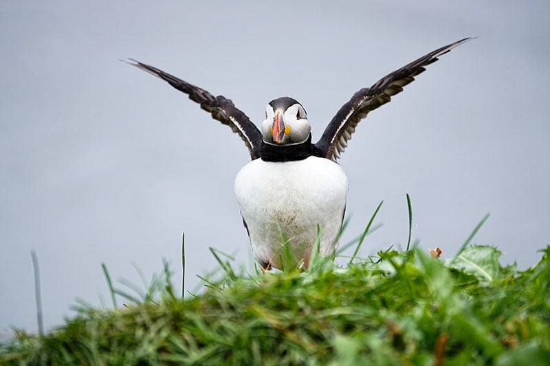 Fotografiereis naar IJsland - Papegaaiduikers fotograferen (puffins)