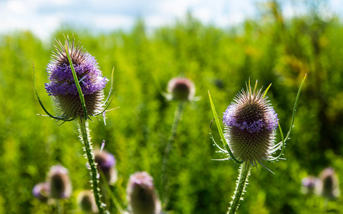 Workshop natuurfotografie - Macrofotografie