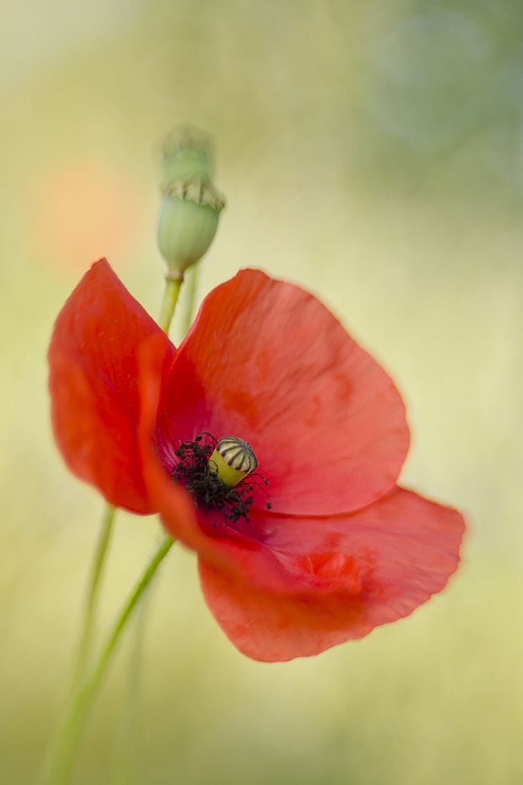 beste-workshop-macro-fotografie-nederland