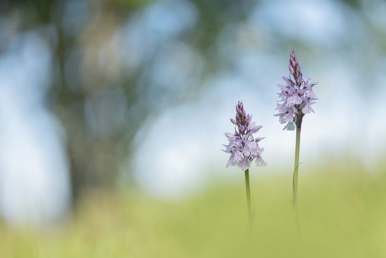 les-macro-fotografie-nederland